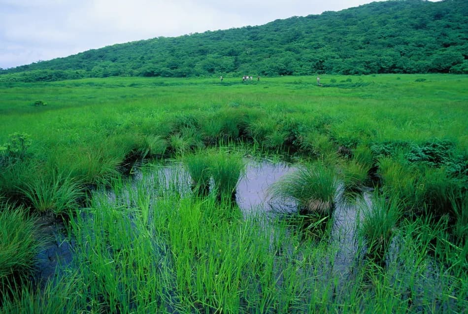 Yongneup Marsh of Daeamsan Mountain (Gangwon Peace Area National Geopark)