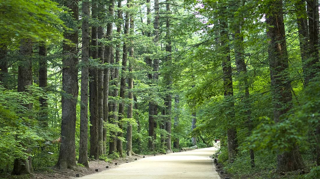 Odaesan Woljeongsa Fir Forest Trail
